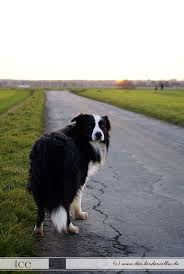 der border collie border collie border collie welpen collie hunde