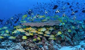 Discover how reef development of hawaii is using their ibeam construction camera to document the build of a new cat facility in hawaii! The Hawaii Legislature Wants To Stop The Aquarium Fish Trade The Governor Has Other Ideas