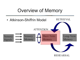 A model of memory is a theory of how the memory system operates, the various parts that make up the memory system and how the parts work together. Overview Of Memory Atkinson Shiffrin Model Retrieval Attention