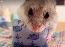 Deyton made a tiktok telling the sensational story—and it has over 2.7 million likes and 56.9k comments. How One Tiktok Hamster Is Doling Out Advice On The Coronavirus