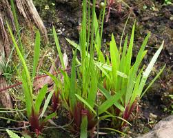 Image result for Xyris parvula