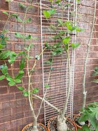 Image result for Cibirhiza