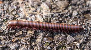 Image result for Centemopsis longipedunculata