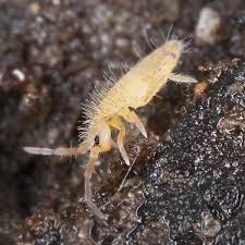 how to get rid of springtails planet