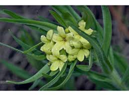 Image result for Justicia lithospermoides