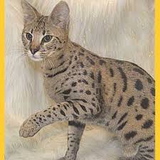 Vehicles subject to prior sale. Savannah Cat Breeders Savannah Cats Bengal Cats For Sale