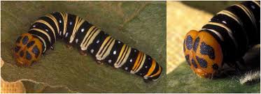 Image result for Triaspis macropteron