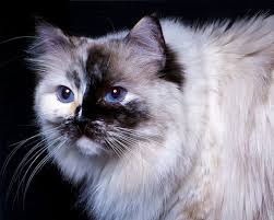 Birman Ragdoll Mix Kittens For Sale Daily Ragdoll Photo Ragnificent Ragdolls Cali Ragdoll Cat Siamese Cats Blue Point Cat Spray