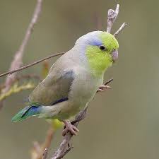 Black Bird With White Tipped Wings And Tail A White Parrot With Beige And Blue Tipped Wings A Green Tail A Yellow Green Face And Forehead And A Violet Nape Pacific Parrotlet Parrotlet Cute Birds