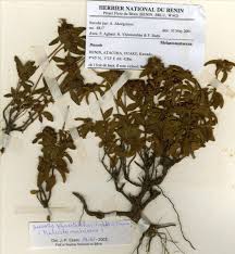 Image result for Melastomastrum segregatum