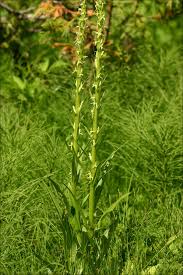 Image result for Habenaria tentaculigera