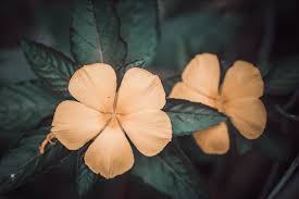 Gambar bergerak tersebut memperlihatkan ada 2. Bunga Daun Cinta Foto Gratis Di Pixabay