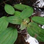 Image result for Ochthocharis