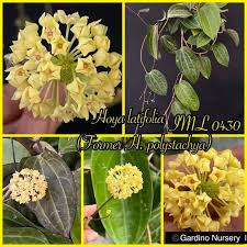 Image result for Polystachya laurentii