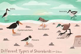 Common Shorebirds And Their Traits