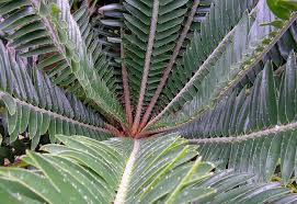 Image result for Encephalartos chimanimaniensis