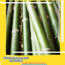 Karenanya, menjadikan batang bambu sebagai material untuk membuat berbagai kerajinan layak untuk dipertimbangkan. Bambu Bambu Apus Bambu Kuning Bambu Anyaman Hiasan