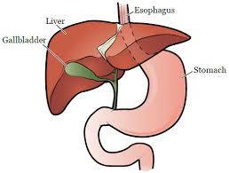 About Your Gallbladder Removal Surgery Memorial Sloan Kettering Cancer Center