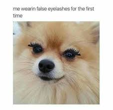 Makeup Eyelashes Funny Meme Makeup Memes Funny Mom Memes Beauty Memes