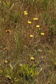 Image result for Helichrysum aureum