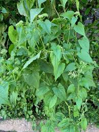 Image result for Mikaniopsis