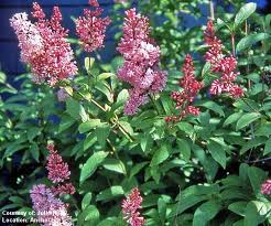 Image result for Syringa prestoniae