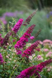 Image result for buddleia davidii