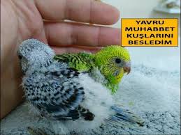 Yavru Muhabbet Kuslarini Besledim Youtube