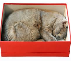 my cat like to sleep in small boxes