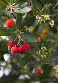 Les Bienfaits De L Arbousier Contre Les Infections Urinaires Herbio Tiful Arbousier Remedes Naturels Jardin D Automne