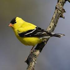 Yellow Finch Finches Bird Goldfinch Bird Pictures