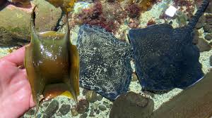 Image result for Rhipidoglossum eggelingii