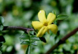 Image result for Jasminum bakeri