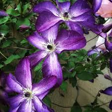 Image result for Clematis villosa