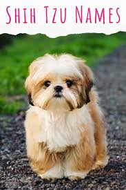 Photo rich with detailed information about all aspects of owning a shih tzu. Shih Tzu Names Adorable To Awesome Ideas For Naming Your Puppy