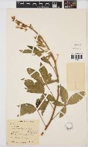 Image result for Kotschya strobilantha