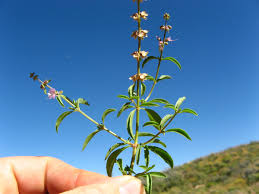 Image result for Ocimum americanum