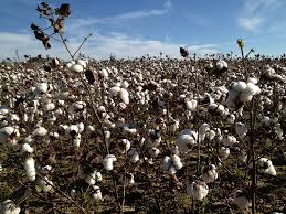 Cotton In The Fields Outside Of Dothan Al Lynn C Dothan Dothan Alabama Cotton Fields