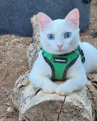 Now offering Dragon Riding lessons!! Oh Oink!