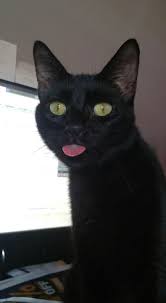 1920 x 1080 / mov / 476.5mb / prores. Psbattle This Cat With It S Tongue Sticking Out Photoshopbattles