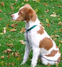 Brittany puppies available now, one female,eight males, liver and white, orange and white, black and white, tales docked, first shots, dew claws remov… Brittany Puppies Breeders Brittanys