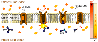 Example Of Primary Active Transport Where Energy From Hydrolysis Of Sodium Potassium Pump Passive Transport Cell Membrane