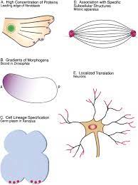 Mechanisms Of Subcellular Mrna Localization Cell