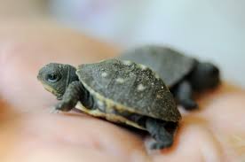 Für manchen besitzer zu alt. Schildkrote Als Haustier Warum Denn Nicht