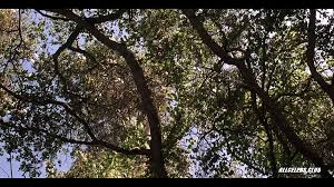 Debi Sue Voorhees in Friday the 13th a New Beginning: Brunette Brunette Porn  | xHamster