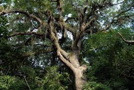 Image result for Newtonia hildebrandtii