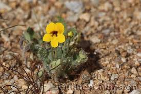 Image result for Jamesbrittenia huillana