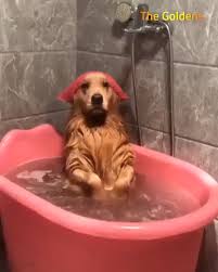 Funny Dogs Memes Videos Funny Dogs 2020 Komik Kopek Fotograflari Golden Retriever Yavrusu Komik Hayvan Videolari