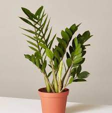 Pin By Ros Donald On Bedroom Plants Indoor Plants Zz Plant