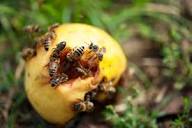 Do honey bees eat fruit? - Honey Bee Suite